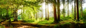 Perfect treatment for your eyes